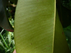 Pentadesma butyracea image