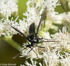 Synanthedon pictipes