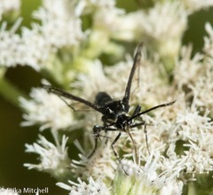 Synanthedon pictipes