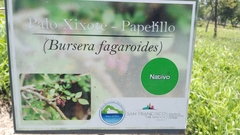 Bursera fagaroides