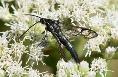 Synanthedon pictipes