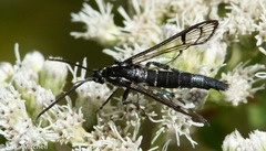 Synanthedon pictipes
