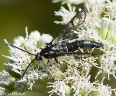 Synanthedon pictipes