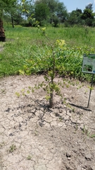 Bursera fagaroides