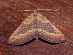 Chrysolarentia trygodes