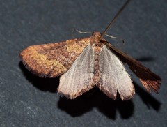 Chrysolarentia trygodes