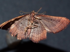 Chrysolarentia trygodes