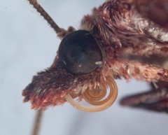 Chrysolarentia trygodes