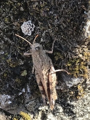 Calliptamus plebeius