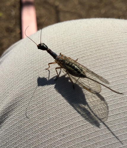 iNaturalist observation photo of Common Snakeflies