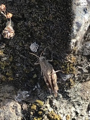 Calliptamus plebeius