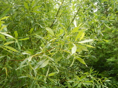 Salix petiolaris
