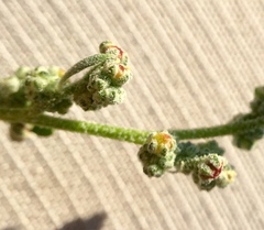 Chenopodium atrovirens