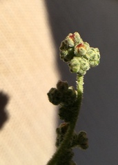 Chenopodium atrovirens