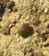 Ambrysus