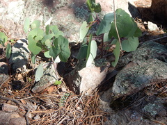 Roldana sessilifolia