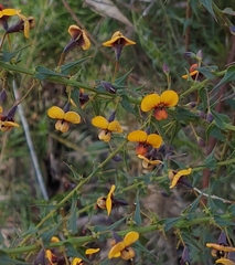 Daviesia squarrosa