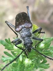Acmaeops proteus proteus