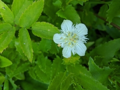 Parnassia cirrata intermedia