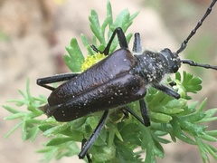 Acmaeops proteus proteus