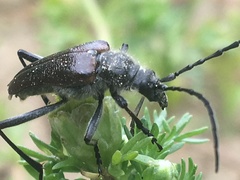 Acmaeops proteus proteus