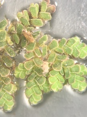 Azolla cristata