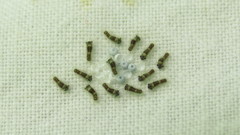 Dasychira dorsipennata