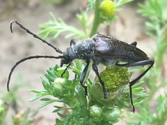 Acmaeops proteus proteus