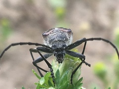 Acmaeops proteus proteus