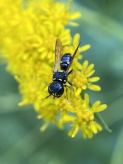Ectemnius stirpicola