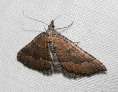 Chrysolarentia trygodes