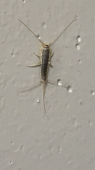 Ctenolepisma longicaudatum