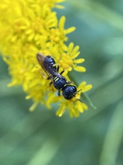 Ectemnius stirpicola