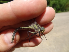 Phanogomphus descriptus