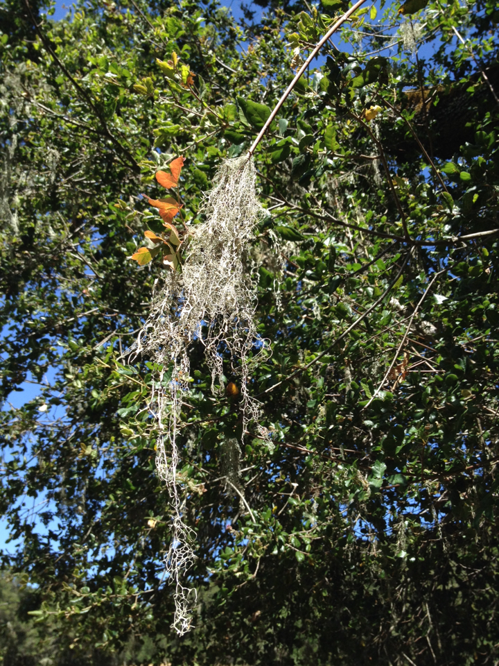 Ramalina menziesii image