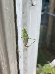 Tettigoniidae