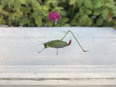 Tettigoniidae