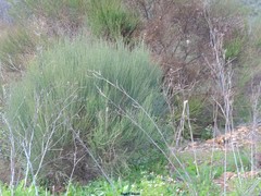 Cytisus multiflorus