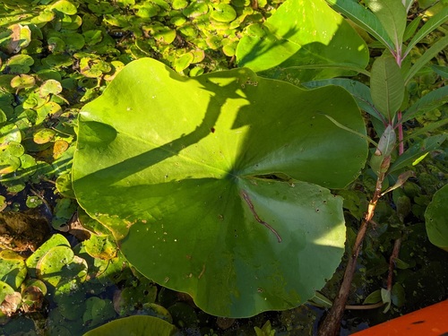 spatterdock