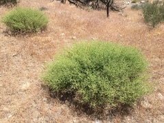 Brickellia microphylla