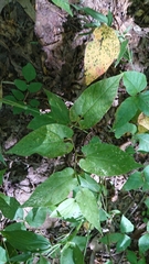 Endodeca serpentaria