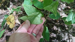 Endodeca serpentaria