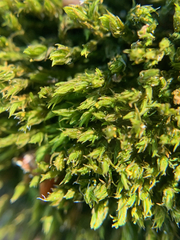 Schistidium maritimum