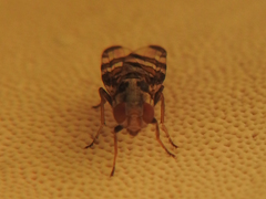 Myennis octopunctata