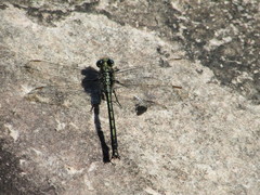 Arigomphus cornutus