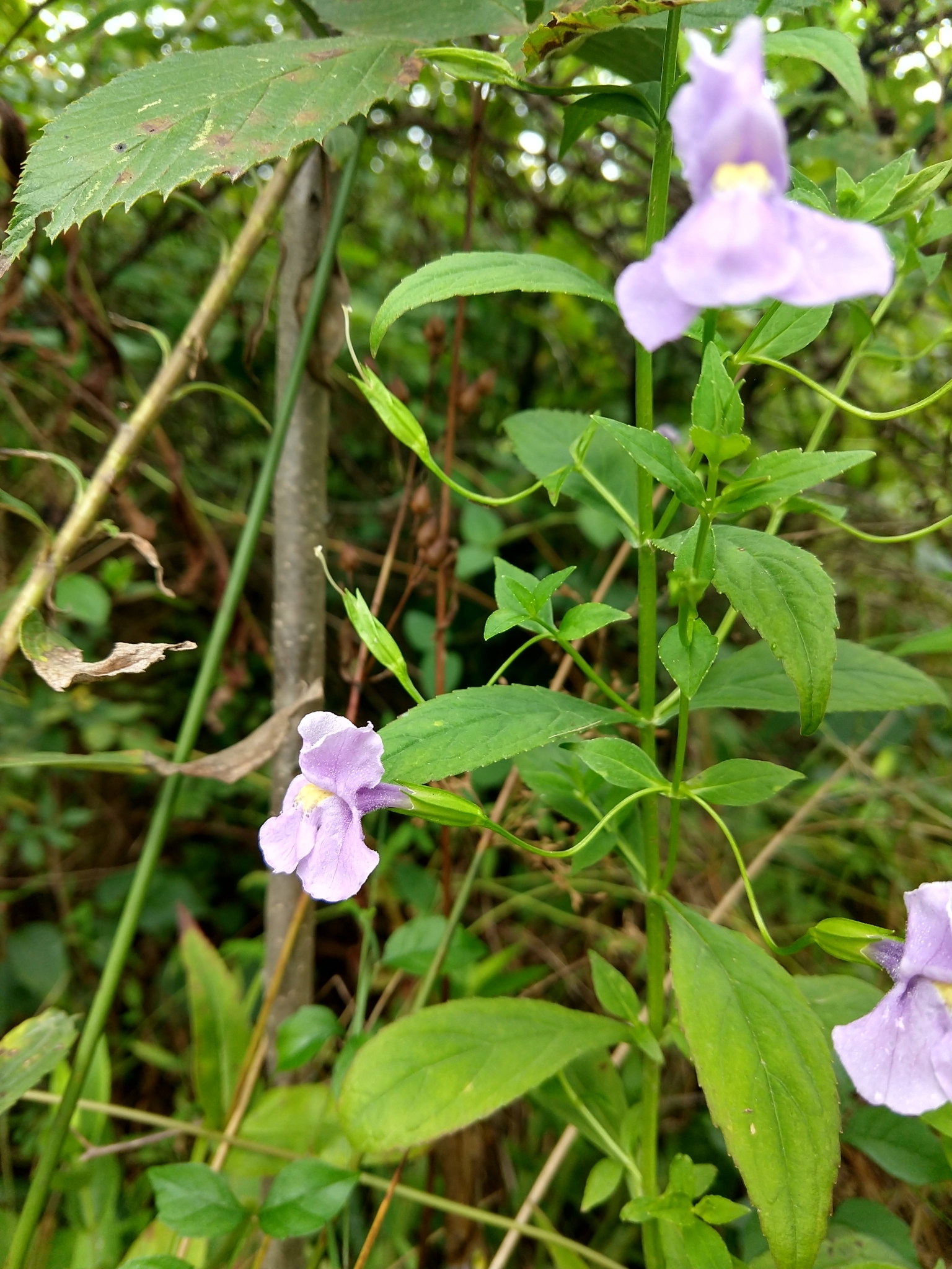 Sharpwing Monkeyflower (Mimulus alatus)