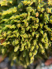 Schistidium maritimum