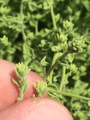 Brickellia microphylla