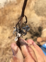 Eriogonum brachyanthum