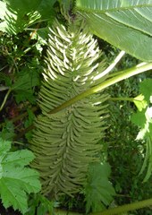 Gunnera tinctoria